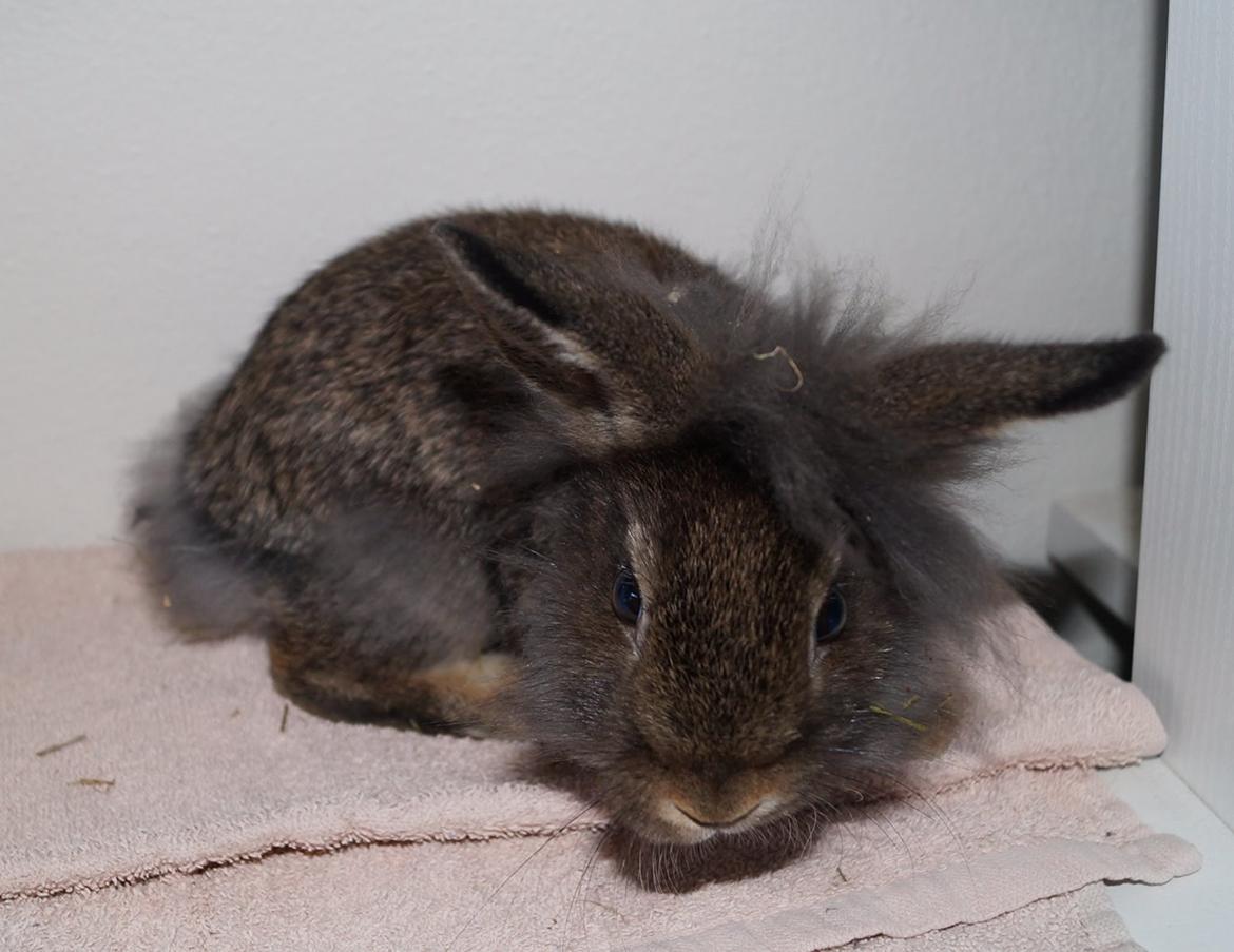 Kanin Picnic's Zombie billede 29