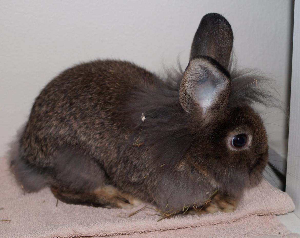 Kanin Picnic's Zombie billede 30