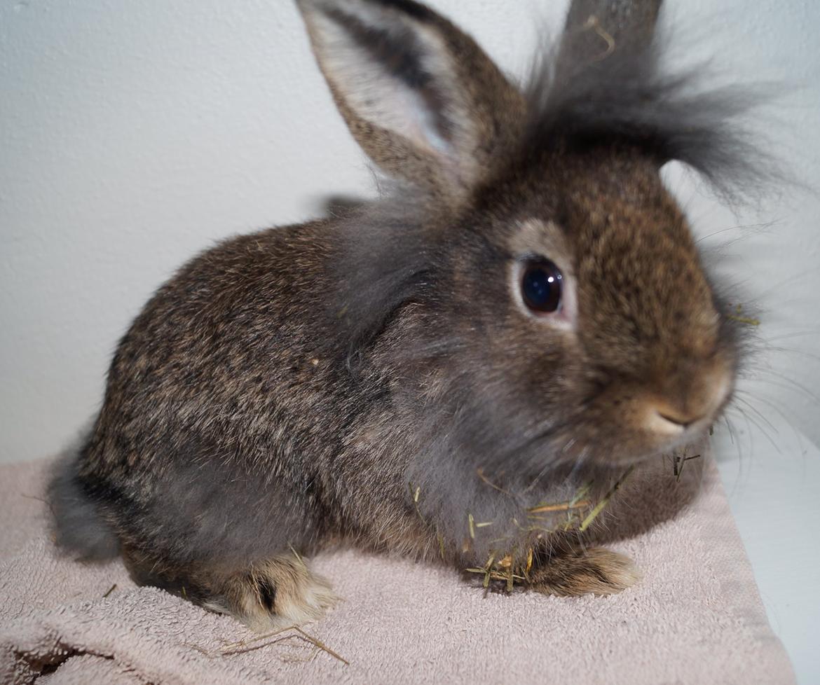 Kanin Picnic's Zombie billede 31