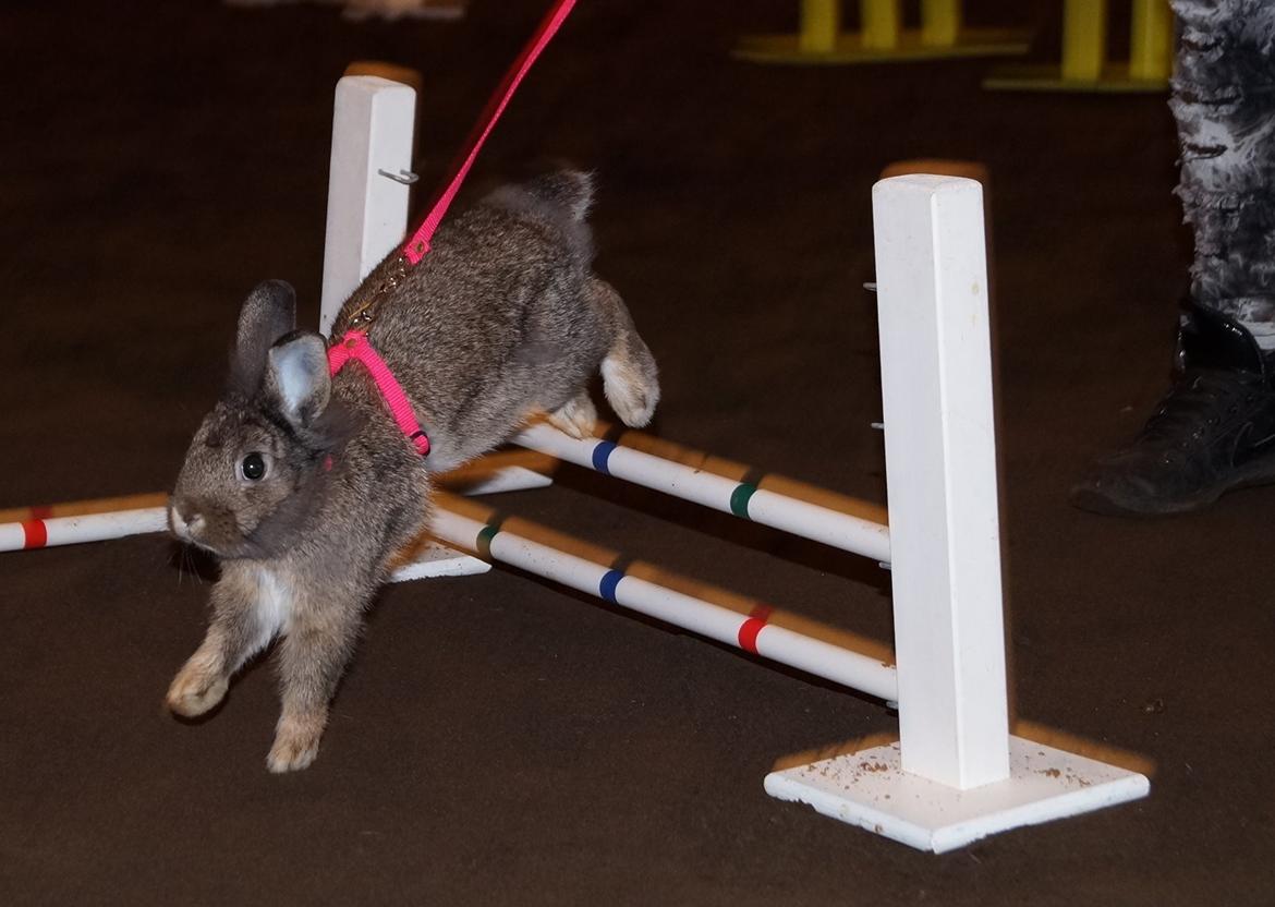 Kanin Picnic's Zombie billede 9