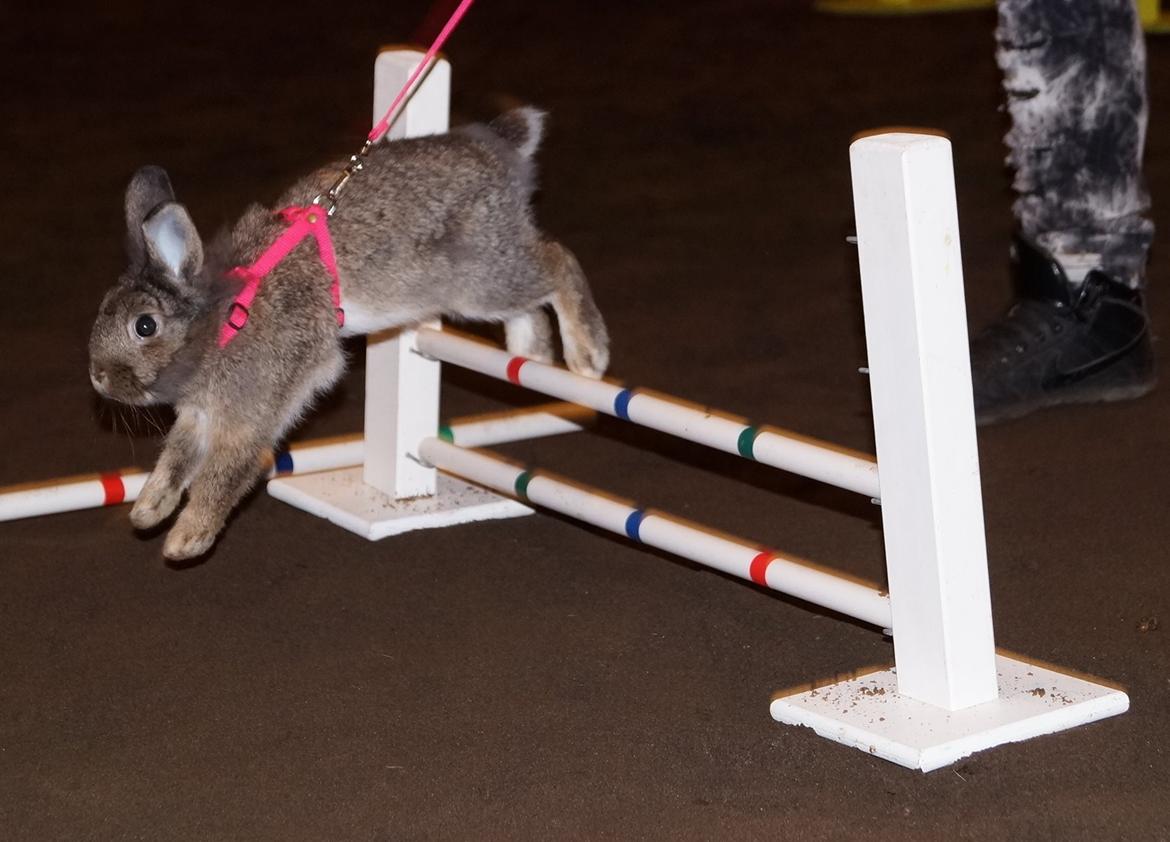 Kanin Picnic's Zombie billede 32