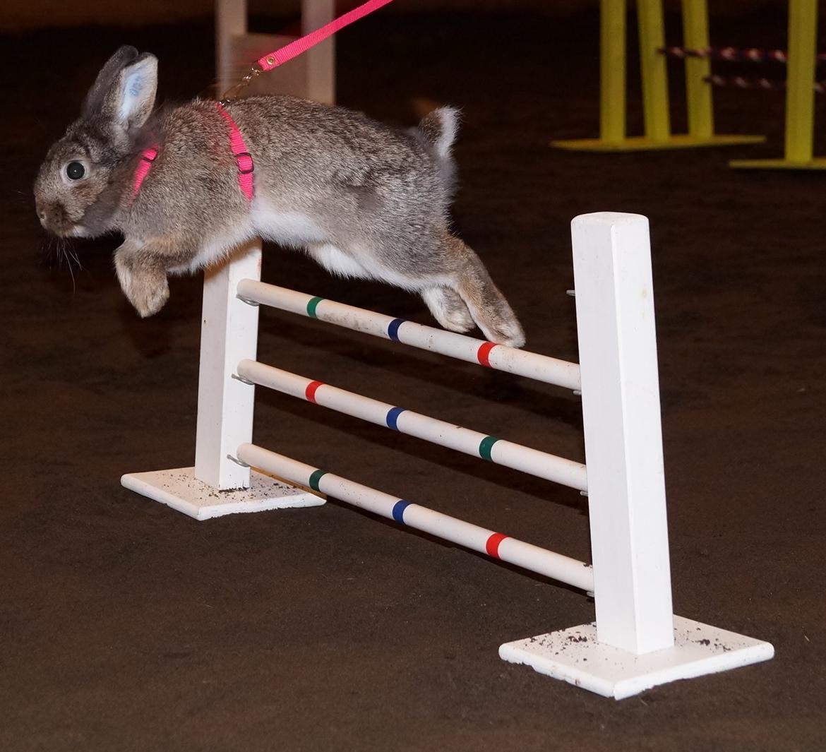 Kanin Picnic's Zombie billede 5