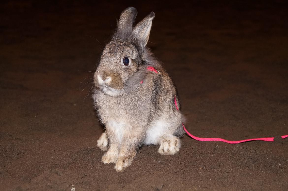 Kanin Picnic's Zombie billede 8