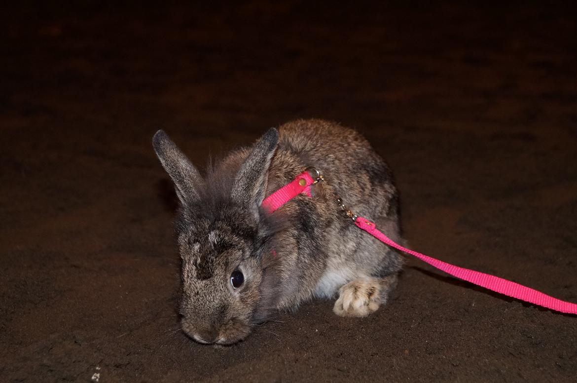 Kanin Picnic's Zombie billede 33