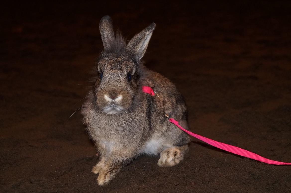 Kanin Picnic's Zombie billede 7