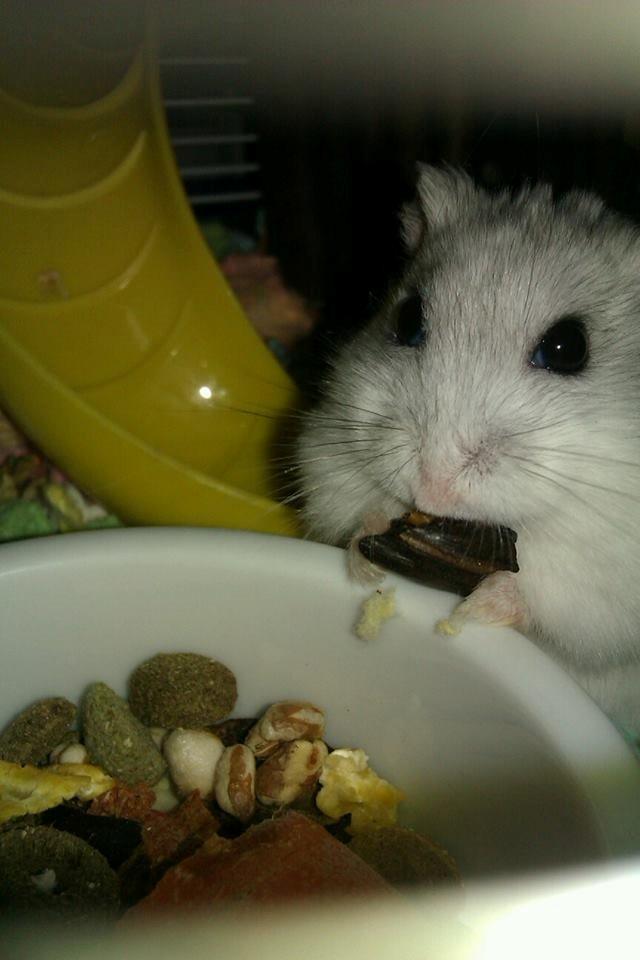 Dværghamster | Molly - Madglade Molly :) billede 3