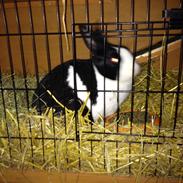 Kanin Mimrelunds rosa