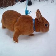 Kanin Nugga (gøjsen)