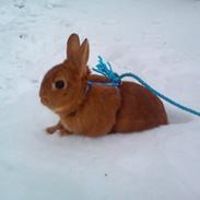 Kanin Nugga (gøjsen)