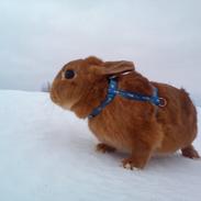 Kanin Nugga (gøjsen)