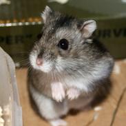 Dværghamster Stev