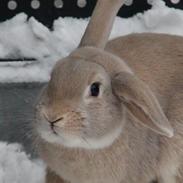 Kanin - Funnys Concolor Montaio