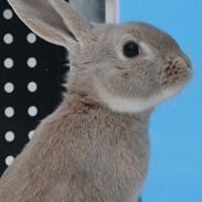 Kanin - Funnys Concolor Montaio