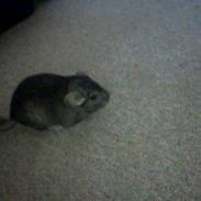 Chinchilla Futte
