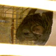 Chinchilla Futte