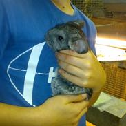 Chinchilla Futte