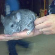 Chinchilla Futte
