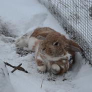 Kanin Nemo af Egemosegård<3