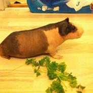 Marsvin - Skinny. En kongelig affære von Sortfod ( Øffe )