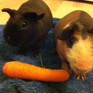 Marsvin - Skinny. En kongelig affære von Sortfod ( Øffe )