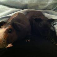 Marsvin - Skinny. En kongelig affære von Sortfod ( Øffe )