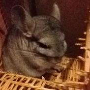 Chinchilla Mulle