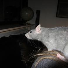 Tamrotte Kung Fu (Lucy) RIP