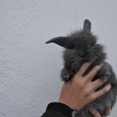 Kanin Comals Xia Didyme