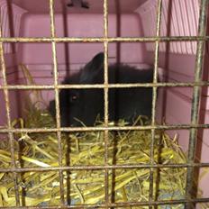 Kanin Comals Xia Didyme