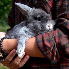 Kanin Pjuske Smiv Miv