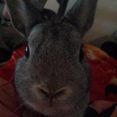 Kanin Ahrenkiels Ninka