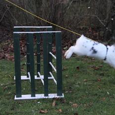 Kanin Jokers Burning Desire