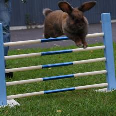 Kanin Riot's Life of Lucy † DØD 15.6.2014 †