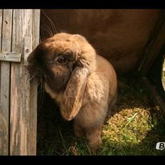 Kanin Riot's Life of Lucy † DØD 15.6.2014 †