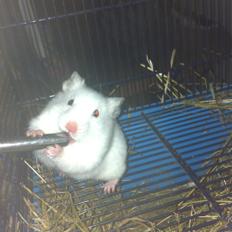 Hamster Blacksnow <3