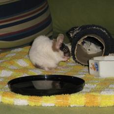 Mus Kroghs "Ladies' Haddoque", a.k.a. "Haddock" R.I.P.