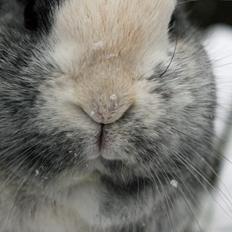 Kanin Sofus | Blanding