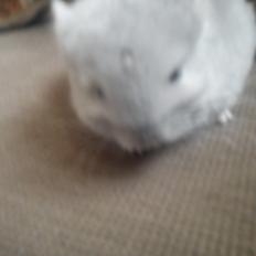 Chinchilla Sofus