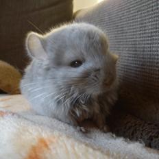 Chinchilla Sofus