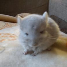 Chinchilla Sofus