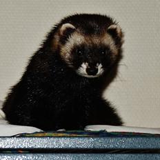 Ilder | Lyon Ferretry's Huxie