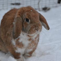 Kanin Nemo af Egemosegård<3