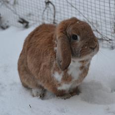 Kanin Nemo af Egemosegård<3