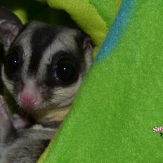Sugar glider Oliver