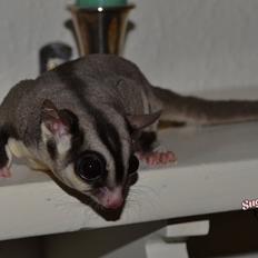 Sugar glider Oliver