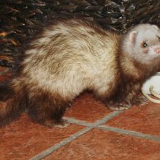 Ilder | Moulin Rouge