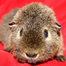 Marsvin Costalinkas LAURA