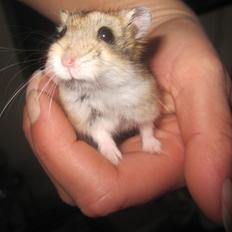 Dværghamster Tio (Hvil i fred <3)