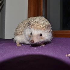 Pindsvin Belly