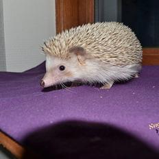 Pindsvin Belly